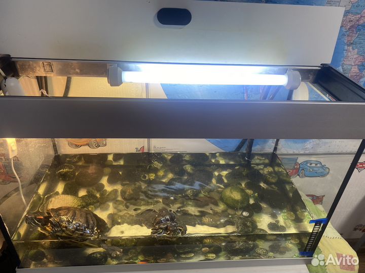 Продаются черепахи и аквариум