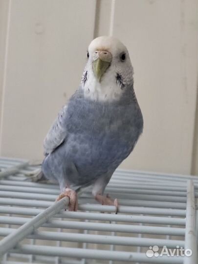 Волнистый попугай самка