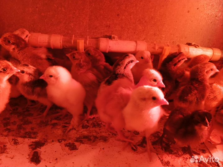 Легбар, Амераукана, Синь дянь, Брама, Голошейка