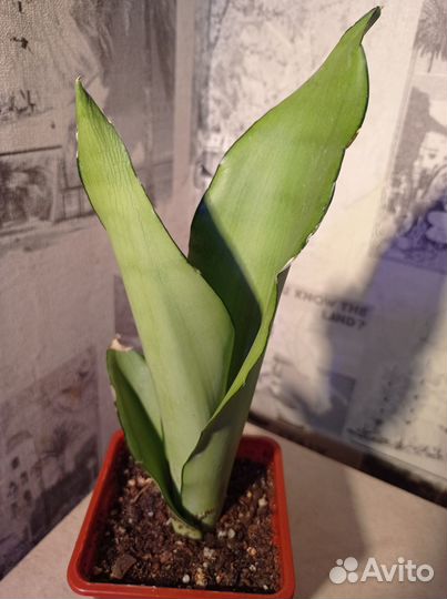 Сансевиерия