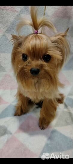 Йоркширский терьер мини вязка и щенки от него