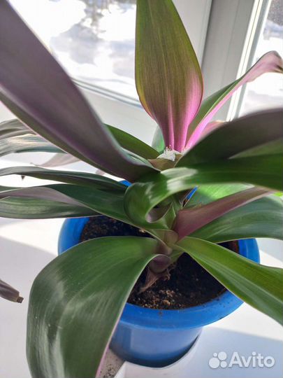 Традесканция