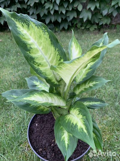 Диффенбахия