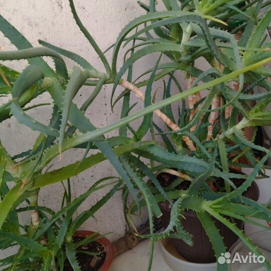 Столетники в горшке