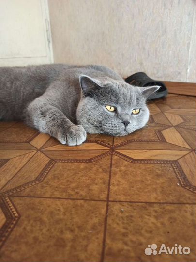 Вязка Шотландских кошек