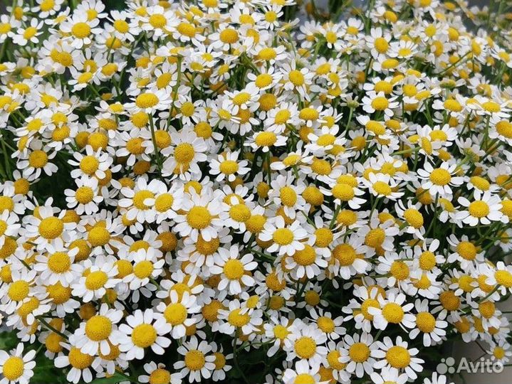 Ромашка, танацетум