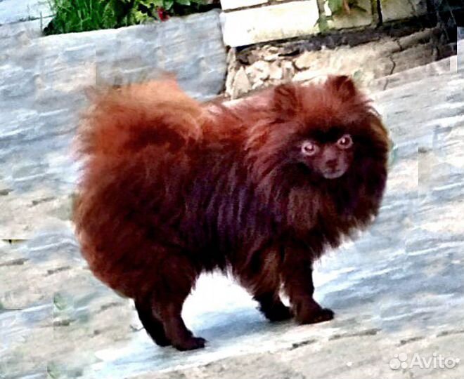 Вязки мальчиков