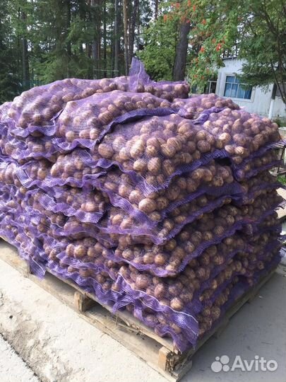 Картофель оптом г.Тюмень