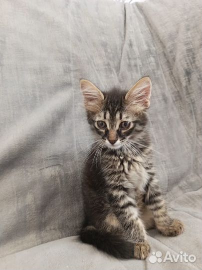 Подобрыш, мальчик 2 мес