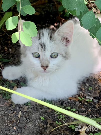 Котята метисы Американский керл в дар бесплатно