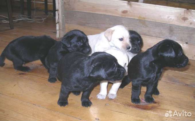 Щенки лабрадора