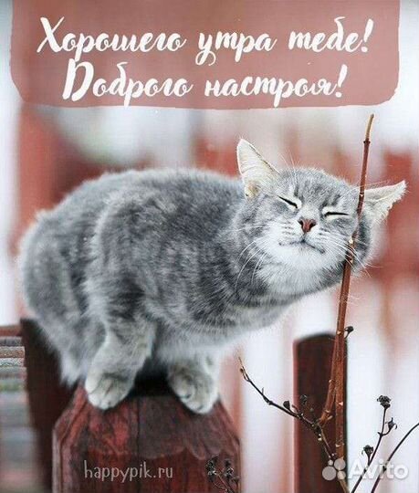 Сибирская кошка