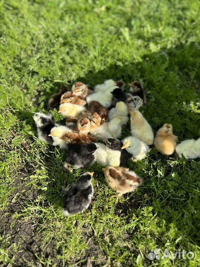 Карликовые цыплята