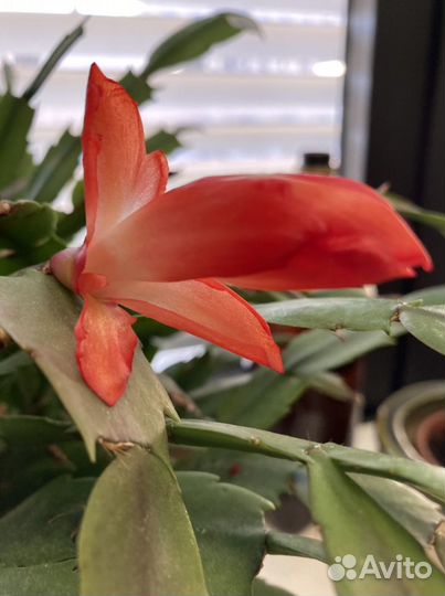 Декабрист, фикус бенждамина