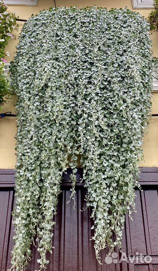 Плектрантус, дихондра, лизимахия, хедера, будра