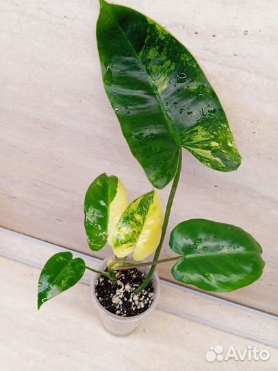 Филодендрон Бурле Макс вар