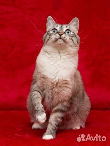 Шанти ищет любящее сердце)