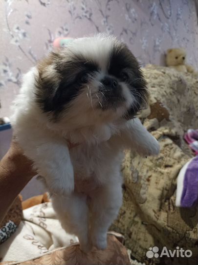 Щенки пекинеса