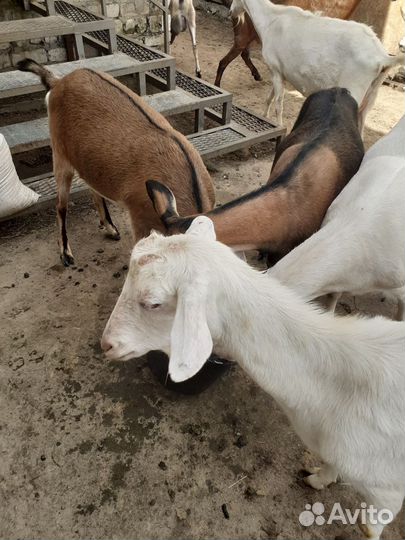 Козы на молоко
