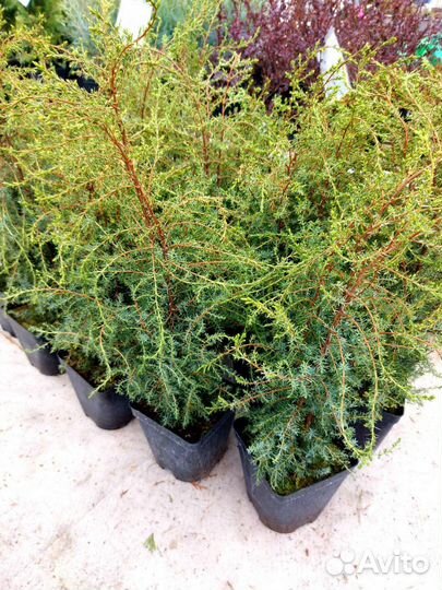 Можжевельник суецика