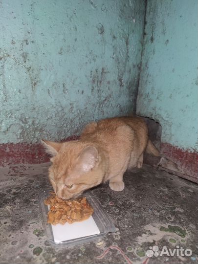 Кошка в дар