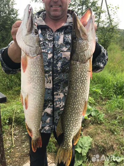 Свежая рыба щука