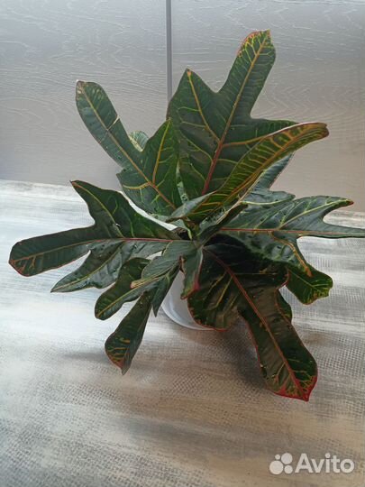 Кодиеум кротон