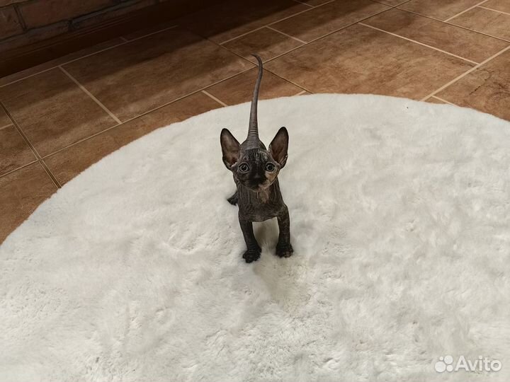 Котята Канадский сфинкс (3 девочки и мальчик)