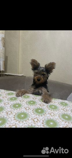 Йоркширский терьер мини мальчик