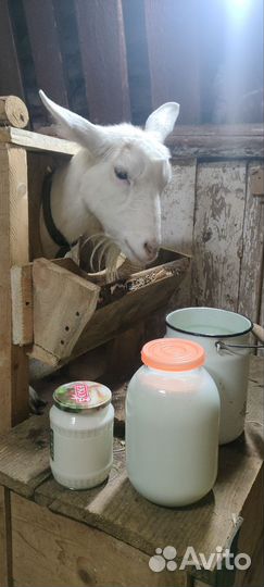Коза дойная молочная