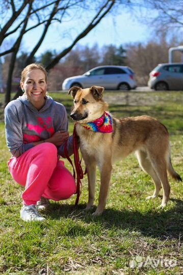 Собака в добрые руки отдам бесплатно