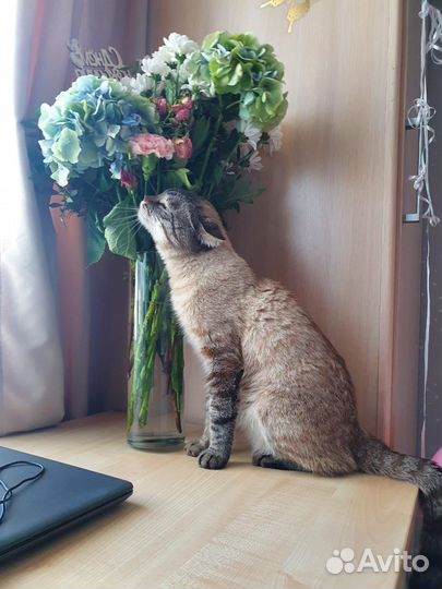 Тайский кот вязка