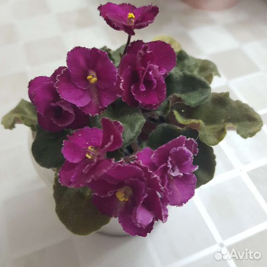 Фиалки цветущие в горшке