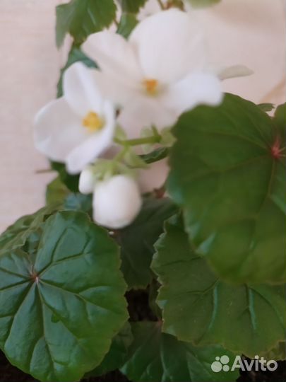 Бегония Глуар деЛоррен белая