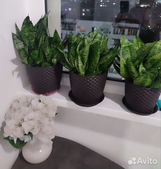 Сансевиерия ханни