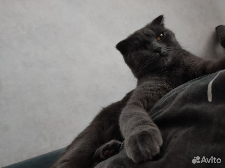 Шотландская вислоухая кошка