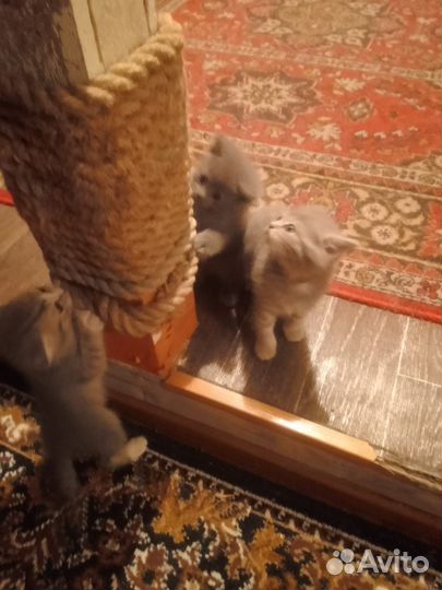 Шотладские котята