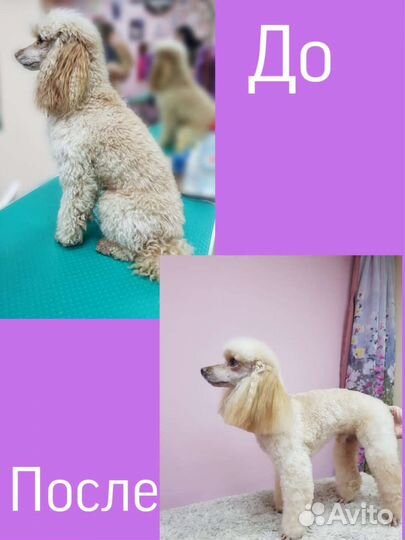 Стрижка собак и кошек, груминг