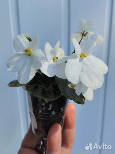 Фиалка рс-Сорванец