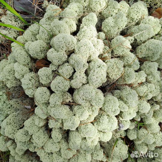 Ягель для Стабилизации Декора, и Интерьера