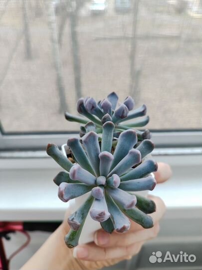 Эхеверия купидон