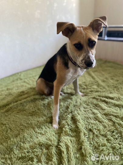 Ищет дом не крупная Собачка Ява