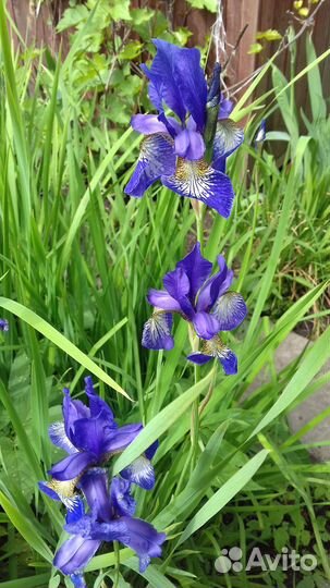 Сибирский ирис