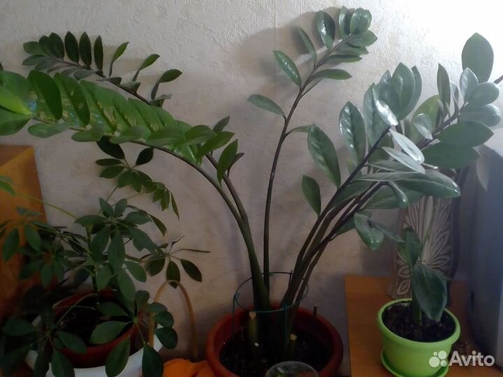 Комнатные цветы