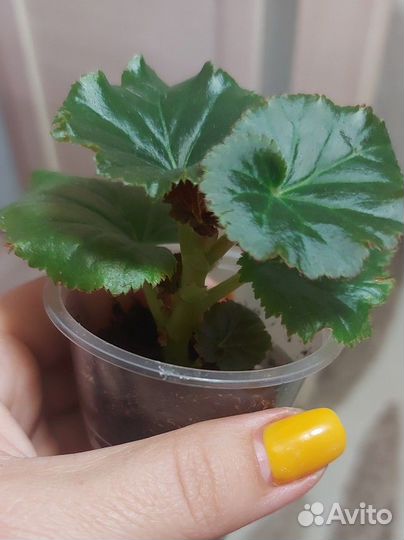 Бегония элатиор. Розовая и оранжевая