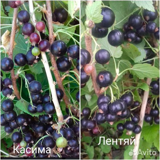 Саженцы Смородины зкс