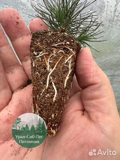 Сеянцы зкс Сосна окс Ель Лиственница Горная