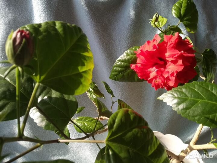 Гибискус (китайская роза) махровый красный
