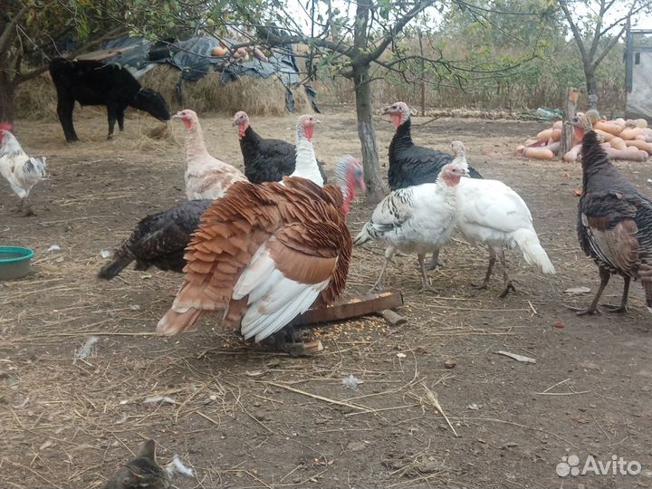 Индюки домашние