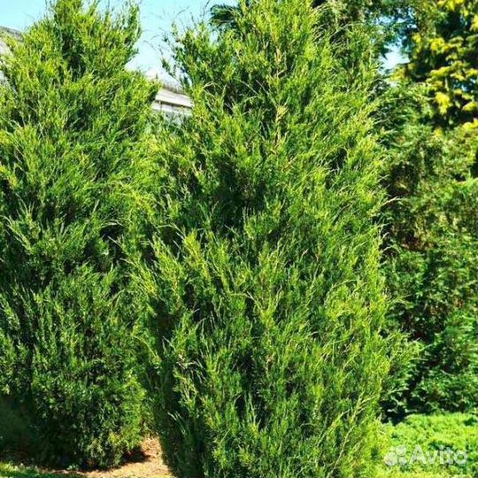 Можжевельник виргинский